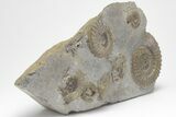 Ammonite (Arnioceras) Cluster - Holderness Coast, England #207742-1